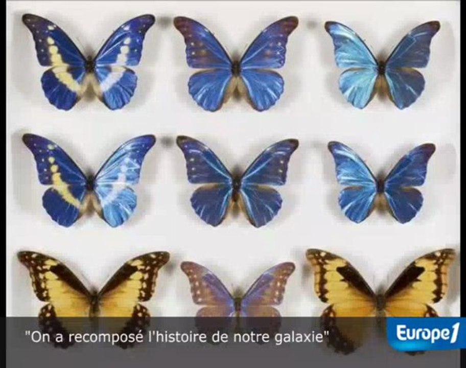 L'histoire de la vie aux enchères