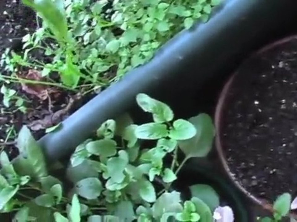 Edible Container Balcony Garden Green Smoothie