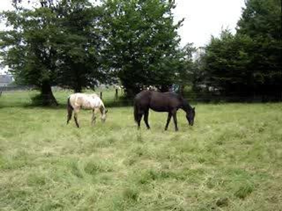 Tux et Spark