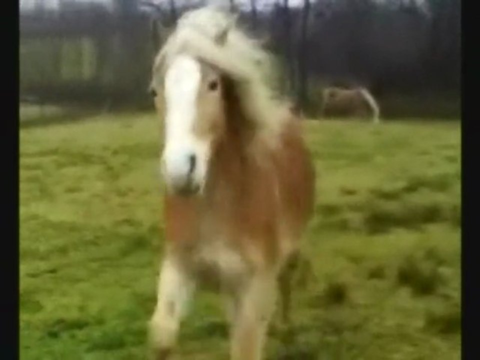 Shaki la jument blonde, remix de black l'étalon noir ^^