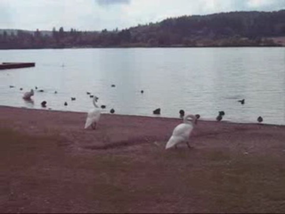 cygnes