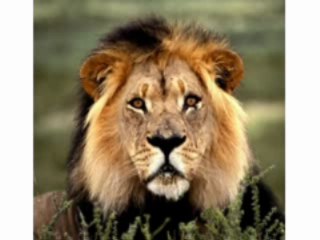 ; New weight loss product from Brazil.Newest crave going.