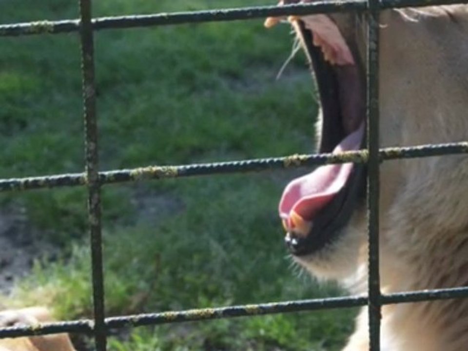 blues au zoo