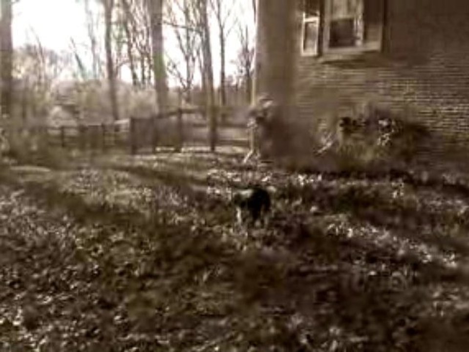 Frisbee Dog