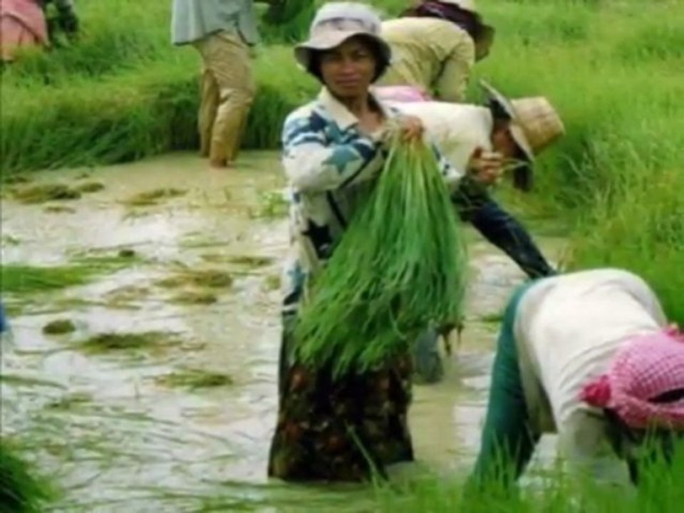 Sawak Dari Bali, dans les rizières de Bali_0002