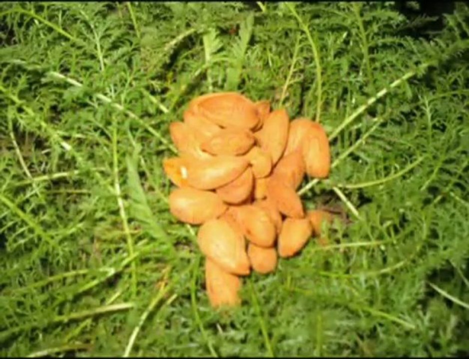 Growing sprouts with no daily rinsing?