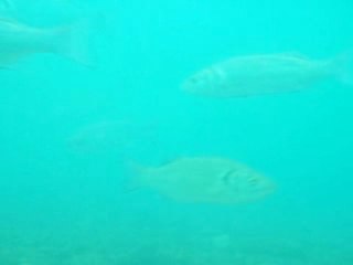 chasse sous marine loup