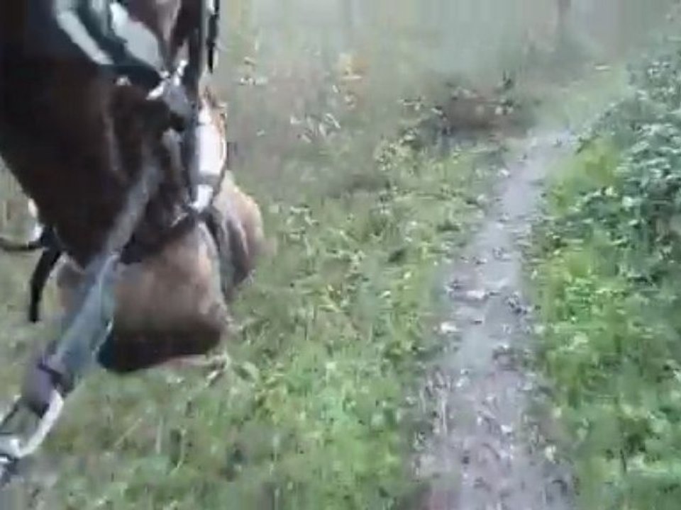 Igor au trot