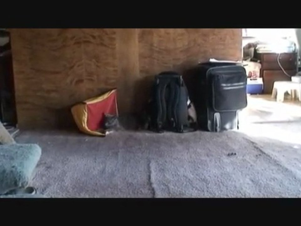 Stoat Adventures! Funny, Playful, cat being really silly.