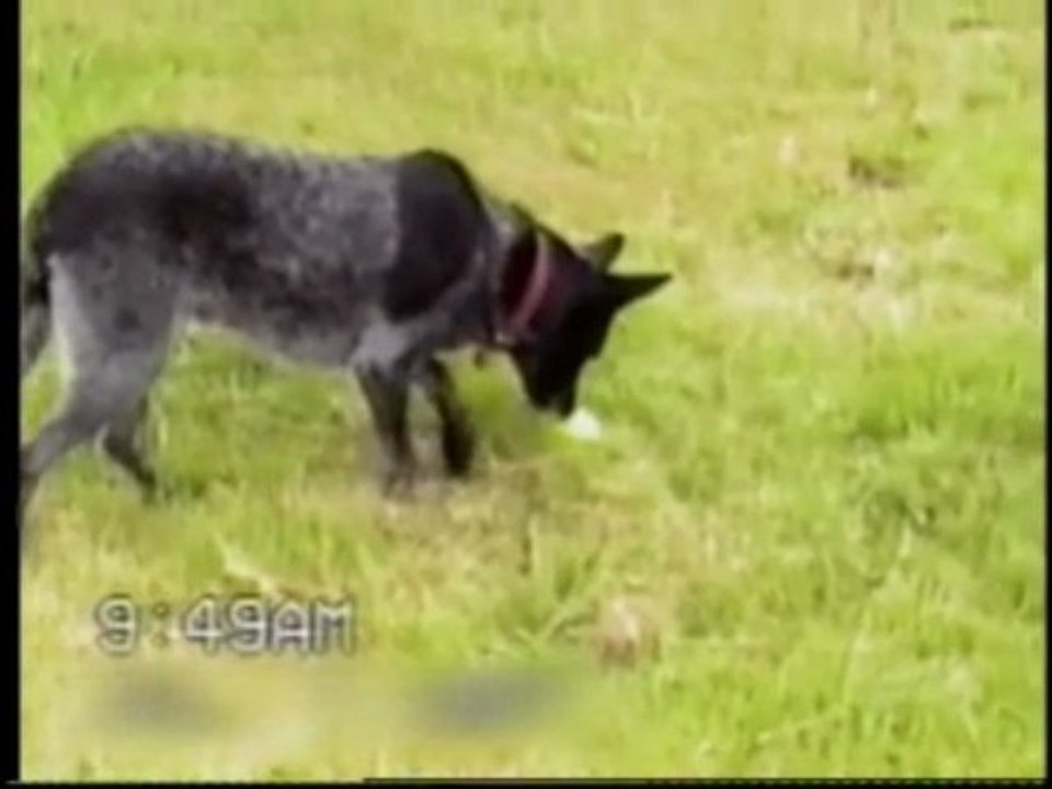chien bien dressé
