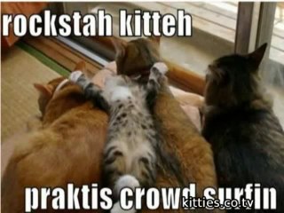 FUNNIEST KITTIES Very Funny Cats 43