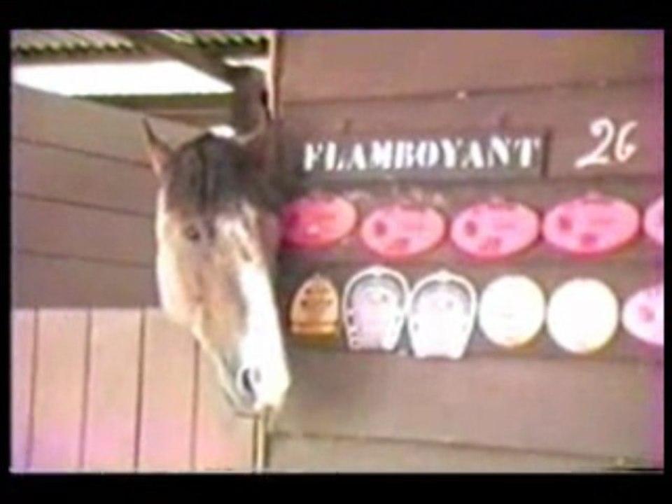 CHY Club Hippique de Yaoundé 1987 REPORTAGE