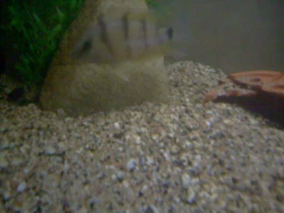 Reproduction Cryptoheros cutteri