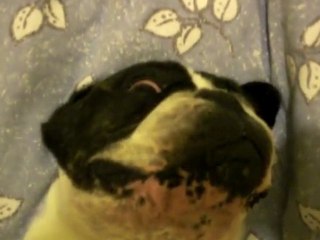 chtit boubou au repos...lol