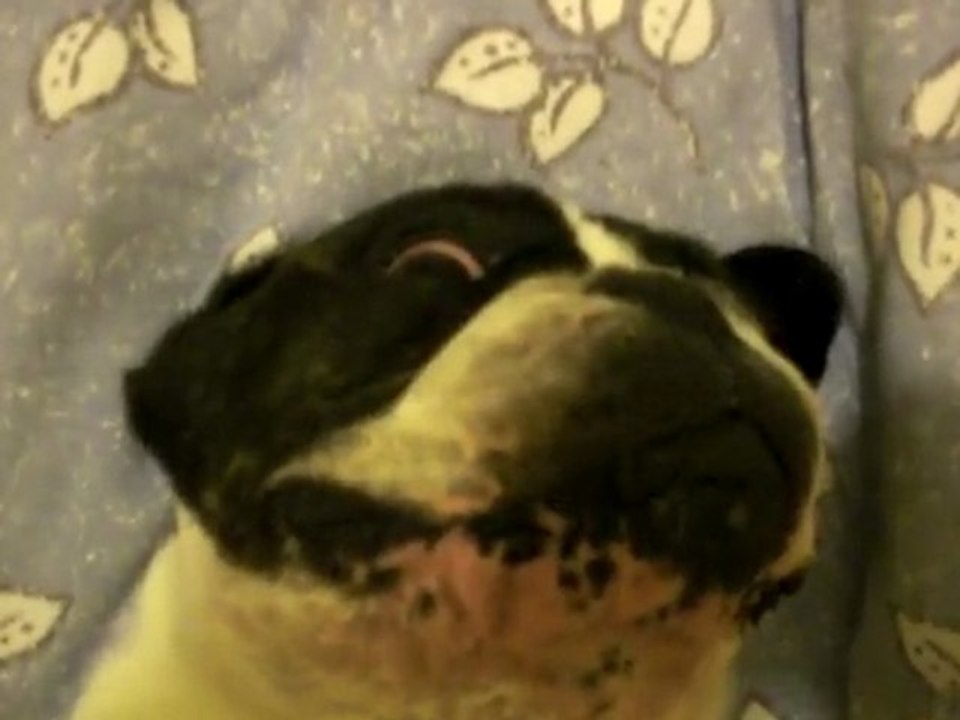 chtit boubou au repos...lol