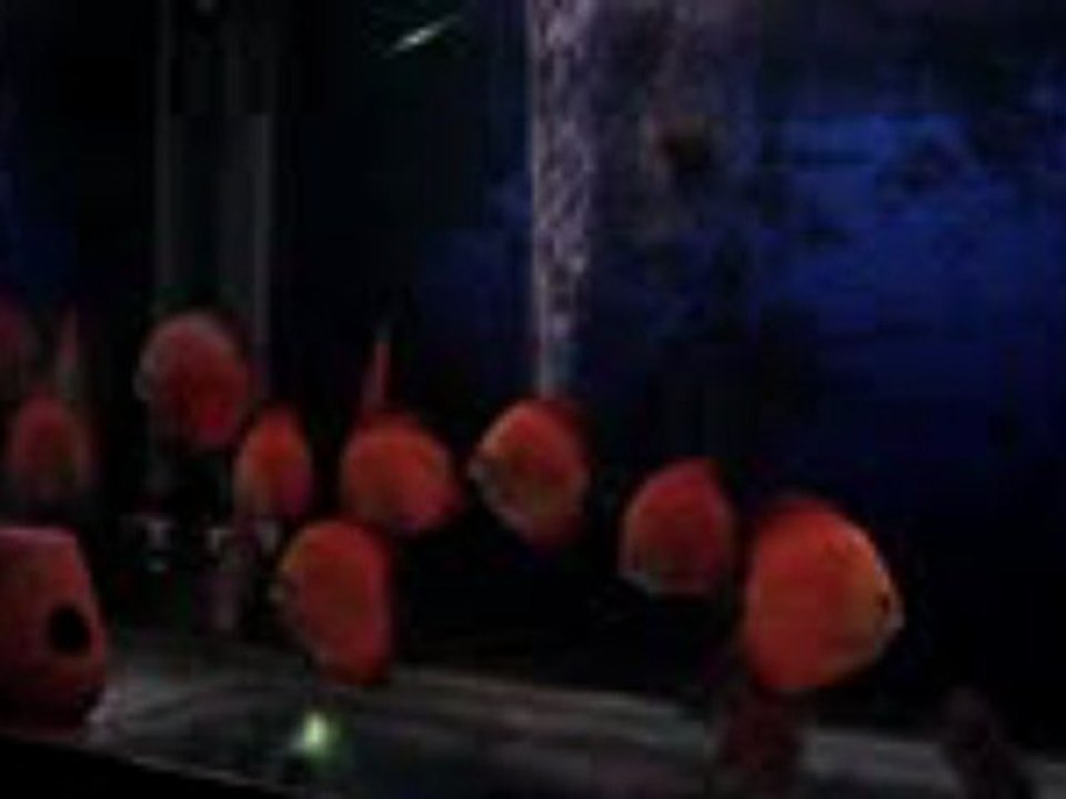 Red Melon White Face  Melon