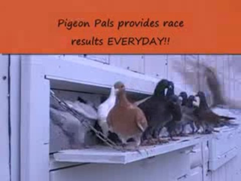 Pigeon Pals Daily Racing Club News136 Bet On Cisco