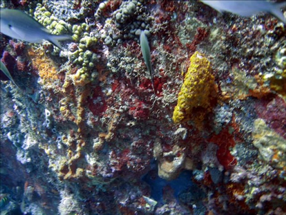 Plongée sous marine sur l'Îlet Kawane Collège Bébel