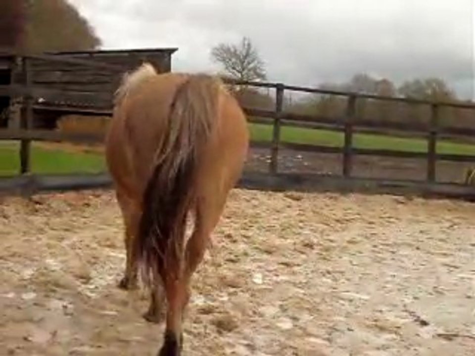 Pilou rond allongement