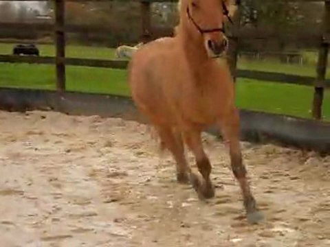 Pilou galop rond droite