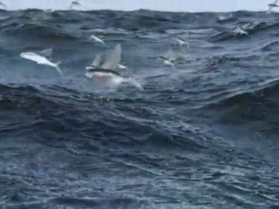 Pesci volanti in slow motion: bellissimo!