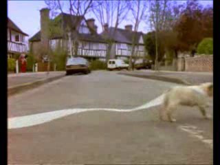 petit-chien-chien