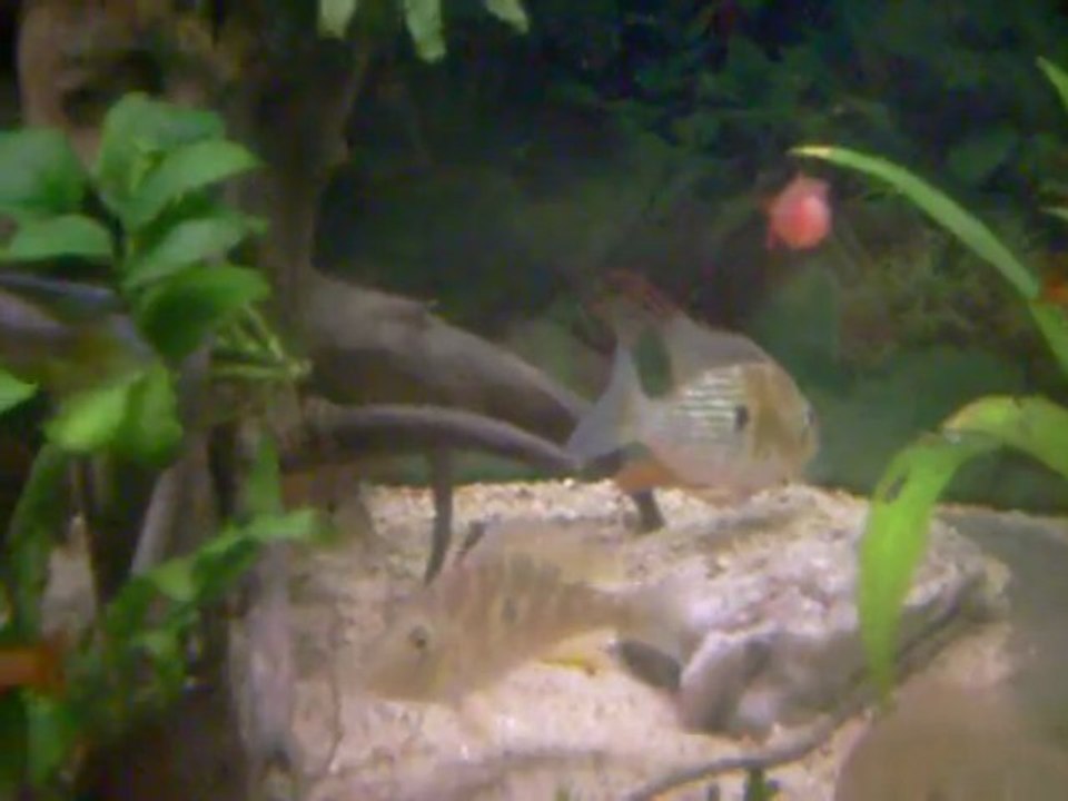 Acarichthys heckelii