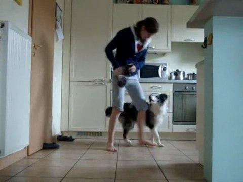 Ilow Blue, Border Collie, 7 months, 2009 28 november