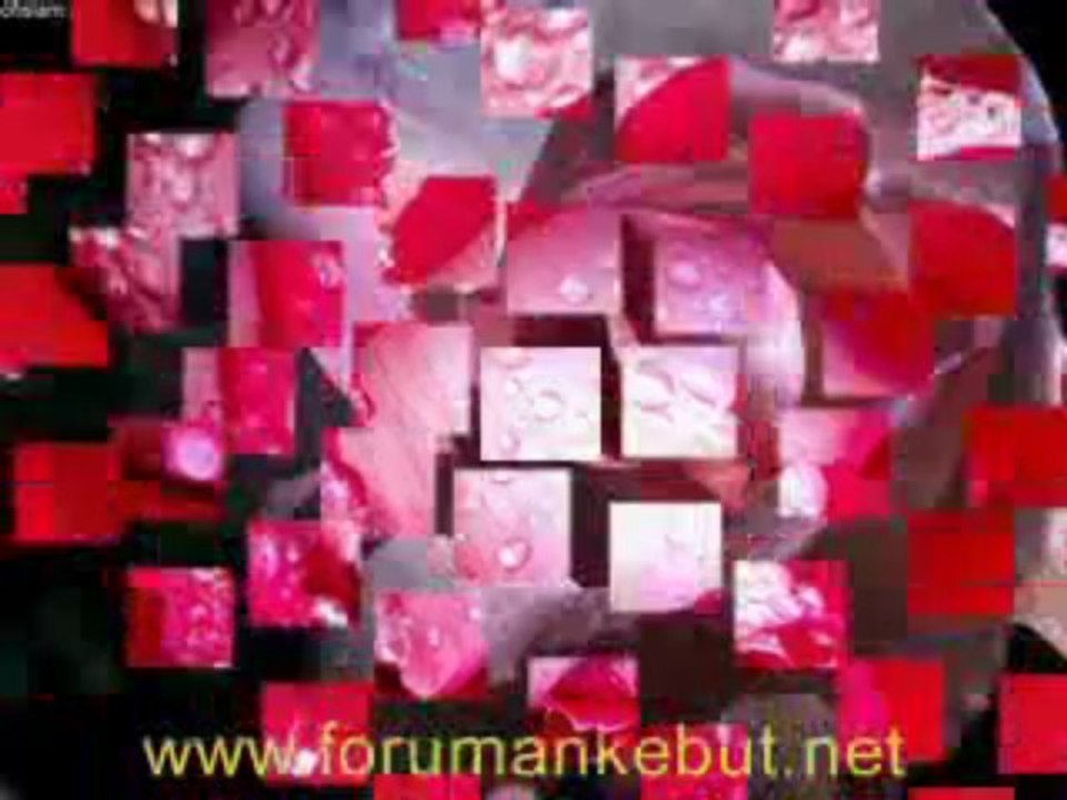 www.forumankebut.net