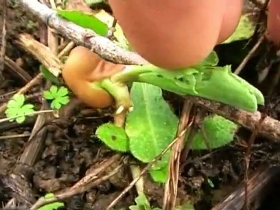 Rouleau coucheur d'herbes