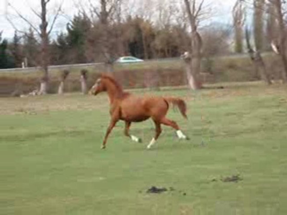 kehops a la vendée (2)
