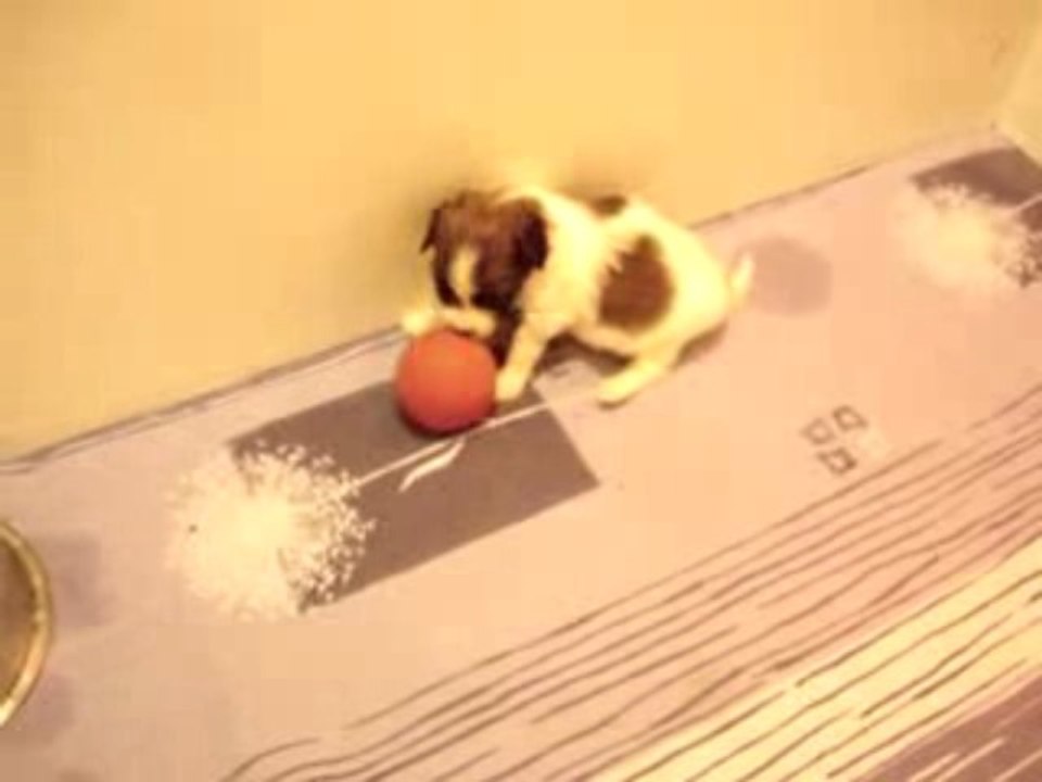 Chiots epagneul nain continental phalène