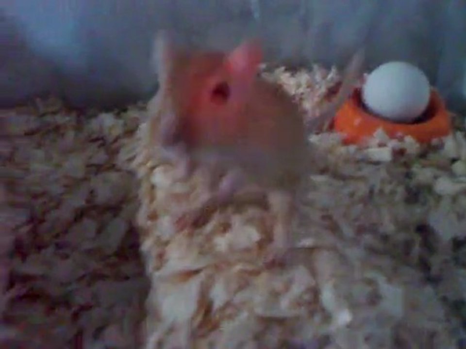 Meriones unguiculatus