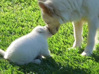CANIL SUNRISE DA SERRA (Pastor Branco Suiço)