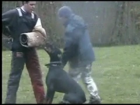 Daicko du Bois de Liers Entrainement defense 19 mois