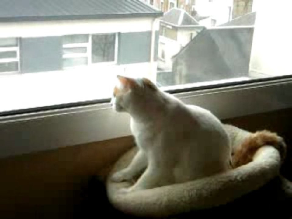 Chat - Moony qui peletonne et maîtresse qui gagatise...