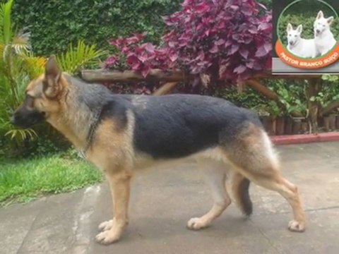 CANIL SUNRISE DA SERRA(PASTOR BRANCO SUIÇO-Swiss White )