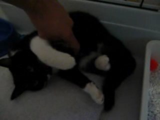 Premiers ronron d ONYX