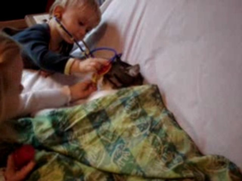 Katzen-doktor
