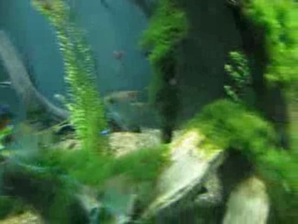 Vidéos des filles sur les poissons