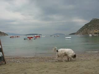 Kutya a parton :D  Tolo, 2009.