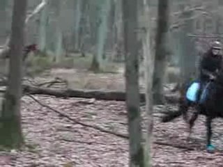 sauts de Roi et de Rubis