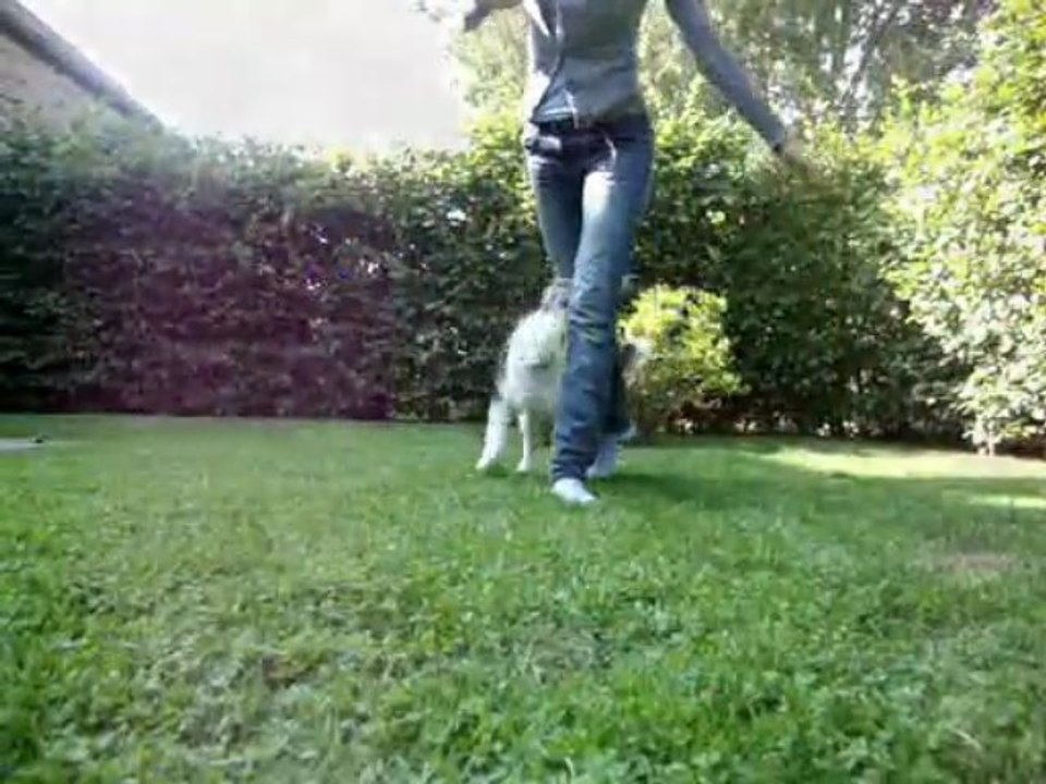 Ilow Blue, Border Collie, freestyle canin, autumn 2009