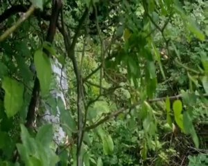 Detonastone ( 1ere aperçu )