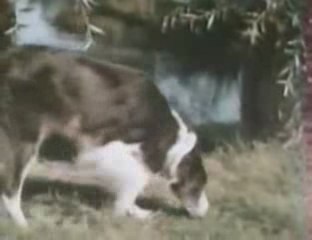 generique club des cinq