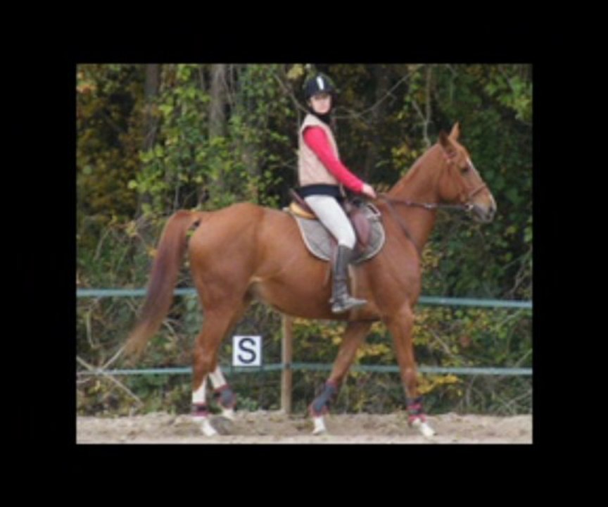 équitation