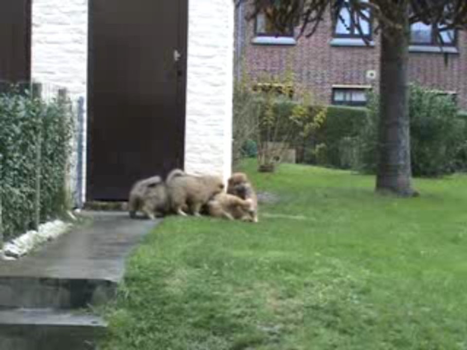 Jeux dans le jardin