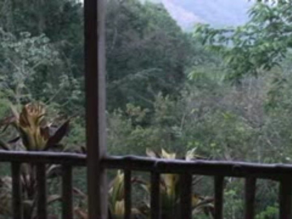 Le cri des singes hurleurs de Nicoya