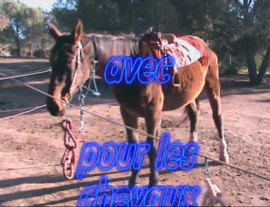 Nos amis et nos chevaux