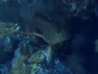 animaux des profondeurs (4/6)